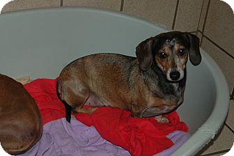 Dachshund Dog for Sale in san antonio, Texas - Binki Dachshund Dog for Sale in san antonio, Texas - Binki