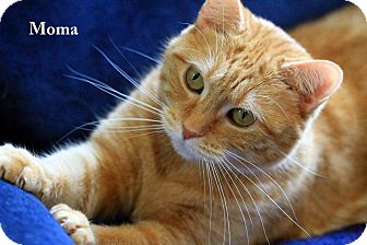 Domestic Shorthair Cat for Sale in Gaithersburg, Maryland - Moma Domestic Shorthair Cat for Sale in Gaithersburg, Maryland - Moma