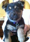 Labrador Retriever/Shepherd (Unknown Type) Mix Puppy for Sale in Manchester, Connecticut - Ginger ADOPTION PENDING Labrador Retriever/Shepherd (Unknown Type) Mix Puppy for Sale in Manchester, Connecticut - Ginger ADOPTION PENDING