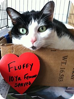 American Shorthair Cat for Sale in whitestone, New York - Fluffy American Shorthair Cat for Sale in whitestone, New York - Fluffy