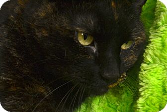 Domestic Shorthair Cat for Sale in Chula Vista, California - Priscilla Domestic Shorthair Cat for Sale in Chula Vista, California - Priscilla