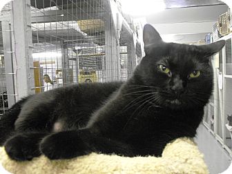 Domestic Shorthair Cat for Sale in Mission, British Columbia - Ellie Domestic Shorthair Cat for Sale in Mission, British Columbia - Ellie