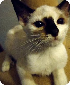 Siamese Kitten for Sale in Jacksonville, Florida - Laina Siamese Kitten for Sale in Jacksonville, Florida - Laina