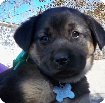 Shepherd (Unknown Type)/Labrador Retriever Mix Puppy for Sale in Manchester, Connecticut - BEAUTY MEET ME 3 22 Shepherd (Unknown Type)/Labrador Retriever Mix Puppy for Sale in Manchester, Connecticut - BEAUTY MEET ME 3 22