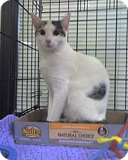 Domestic Shorthair Cat for Sale in Trenton, New Jersey - Alice (in foster) Domestic Shorthair Cat for Sale in Trenton, New Jersey - Alice (in foster)