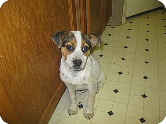 Australian Cattle Dog Mix Puppy for Sale in Pelham, New York - Noah Australian Cattle Dog Mix Puppy for Sale in Pelham, New York - Noah