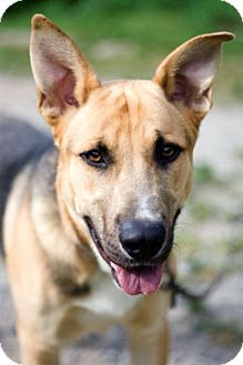 Shepherd (Unknown Type) Mix Dog for Sale in New York, New York - Rosco Shepherd (Unknown Type) Mix Dog for Sale in New York, New York - Rosco