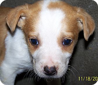 Australian Cattle Dog/Border Collie Mix Puppy for Sale in Niagra Falls, New York - Theo $75.00 Off adoption Australian Cattle Dog/Border Collie Mix Puppy for Sale in Niagra Falls, New York - Theo $75.00 Off adoption