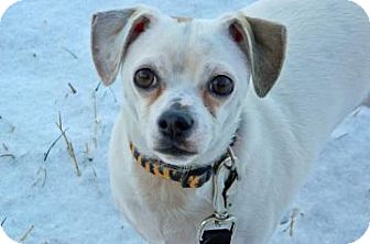 Chihuahua Mix Dog for Sale in Cheyenne, Wyoming - Nosey Chihuahua Mix Dog for Sale in Cheyenne, Wyoming - Nosey