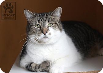 Domestic Shorthair Cat for Sale in Lancaster, Massachusetts - Sox Domestic Shorthair Cat for Sale in Lancaster, Massachusetts - Sox