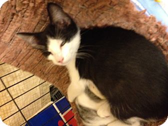 Domestic Shorthair Kitten for Sale in Fort Lauderdale, Florida - Josh Domestic Shorthair Kitten for Sale in Fort Lauderdale, Florida - Josh