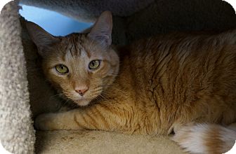 Domestic Shorthair Cat for Sale in Chicago, Illinois - Cashew Domestic Shorthair Cat for Sale in Chicago, Illinois - Cashew