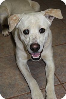 Labrador Retriever Mix Dog for Sale in Stilwell, Oklahoma - Rocky Labrador Retriever Mix Dog for Sale in Stilwell, Oklahoma - Rocky
