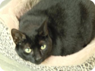 Domestic Shorthair Cat for Sale in Warminster, Pennsylvania - Poncho Domestic Shorthair Cat for Sale in Warminster, Pennsylvania - Poncho