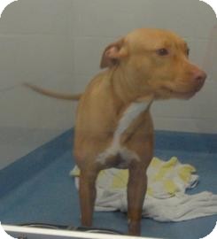 American Pit Bull Terrier Mix Dog for Sale in Gainesville, Florida - Ella American Pit Bull Terrier Mix Dog for Sale in Gainesville, Florida - Ella