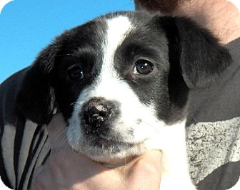 Labrador Retriever/Border Collie Mix Puppy for Sale in Sussex, New Jersey - Colby Labrador Retriever/Border Collie Mix Puppy for Sale in Sussex, New Jersey - Colby