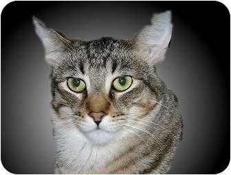 Domestic Shorthair Cat for Sale in Montgomery, Illinois - Brody Domestic Shorthair Cat for Sale in Montgomery, Illinois - Brody