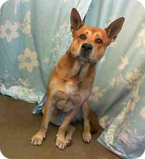 German Shepherd Dog Mix Dog for Sale in San Diego, California - Georgie URGENT German Shepherd Dog Mix Dog for Sale in San Diego, California - Georgie URGENT