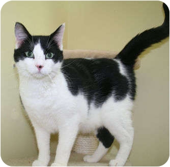 Domestic Shorthair Cat for Sale in Edmonton, Alberta - Zorro Domestic Shorthair Cat for Sale in Edmonton, Alberta - Zorro