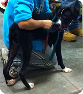Great Dane/Boxer Mix Puppy for Sale in Loudonville, New York - Tyger Great Dane/Boxer Mix Puppy for Sale in Loudonville, New York - Tyger