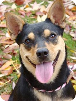 Australian Kelpie/Australian Cattle Dog Mix Dog for Sale in Red Bluff, California - Bizzy Bee Australian Kelpie/Australian Cattle Dog Mix Dog for Sale in Red Bluff, California - Bizzy Bee