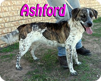 Australian Cattle Dog Mix Dog for Sale in Midland, Texas - Ashford Australian Cattle Dog Mix Dog for Sale in Midland, Texas - Ashford