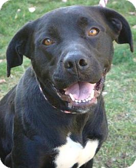 Labrador Retriever Mix Dog for Sale in Red Bluff, California - Tiara Labrador Retriever Mix Dog for Sale in Red Bluff, California - Tiara