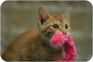 Domestic Shorthair Kitten for Sale in Chicago, Illinois - Ginger Man Domestic Shorthair Kitten for Sale in Chicago, Illinois - Ginger Man