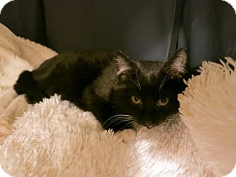 American Shorthair Kitten for Sale in New York, New York - Brando American Shorthair Kitten for Sale in New York, New York - Brando