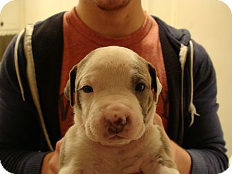 American Pit Bull Terrier Mix Puppy for Sale in Tulsa, Oklahoma - Un-named Puppy American Pit Bull Terrier Mix Puppy for Sale in Tulsa, Oklahoma - Un-named Puppy