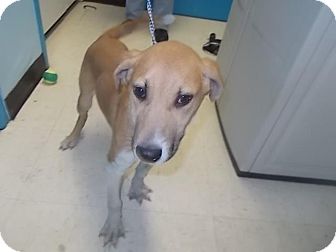 Labrador Retriever/Shepherd (Unknown Type) Mix Puppy for Sale in Lancaster, Ohio - Boomer Labrador Retriever/Shepherd (Unknown Type) Mix Puppy for Sale in Lancaster, Ohio - Boomer