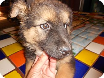 German Shepherd Dog Mix Puppy for Sale in San Diego,, California - Liz German Shepherd Dog Mix Puppy for Sale in San Diego,, California - Liz