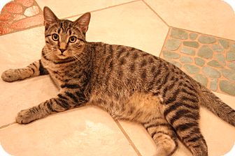 Domestic Shorthair Cat for Sale in Eagan, Minnesota - Mario Domestic Shorthair Cat for Sale in Eagan, Minnesota - Mario