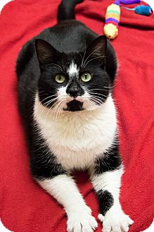 Domestic Shorthair Cat for Sale in Chicago, Illinois - Buzz Domestic Shorthair Cat for Sale in Chicago, Illinois - Buzz