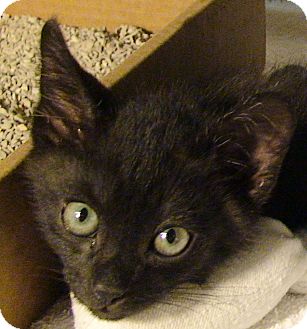 Domestic Shorthair Kitten for Sale in El Cajon, California - Al (as in Albert Einstein) Domestic Shorthair Kitten for Sale in El Cajon, California - Al (as in Albert Einstein)