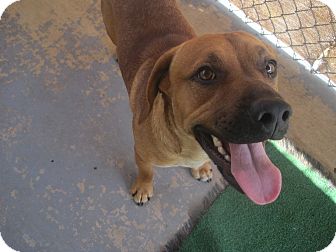 Hound (Unknown Type) Mix Dog for Sale in san antonio, Texas - Donatello Hound (Unknown Type) Mix Dog for Sale in san antonio, Texas - Donatello