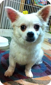 Chihuahua Mix Puppy for Sale in Loudonville, New York - Abbie Chihuahua Mix Puppy for Sale in Loudonville, New York - Abbie