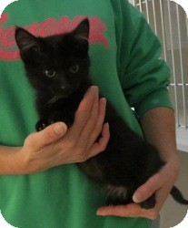 Domestic Shorthair Cat for Sale in Geneseo, Illinois - Molly Domestic Shorthair Cat for Sale in Geneseo, Illinois - Molly