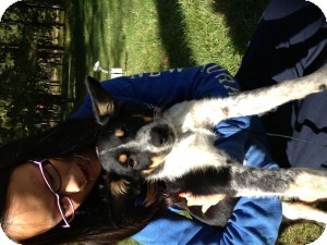 Australian Cattle Dog/Australian Shepherd Mix Puppy for Sale in Marlton, New Jersey - Baby Scout Australian Cattle Dog/Australian Shepherd Mix Puppy for Sale in Marlton, New Jersey - Baby Scout