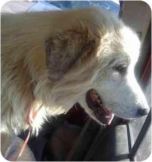 Great Pyrenees Mix Dog for Sale in Croydon, New Hampshire - Spencer Great Pyrenees Mix Dog for Sale in Croydon, New Hampshire - Spencer