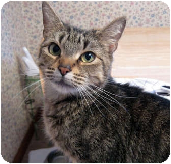 Domestic Shorthair Cat for Sale in N. Billerica, Massachusetts - Treasure Domestic Shorthair Cat for Sale in N. Billerica, Massachusetts - Treasure