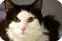 Norwegian Forest Cat Cat for Sale in Mesa, Arizona - Jango Norwegian Forest Cat Cat for Sale in Mesa, Arizona - Jango
