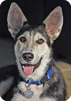 German Shepherd Dog/Husky Mix Puppy for Sale in Los Angeles, California - Frodo von Frankfurt German Shepherd Dog/Husky Mix Puppy for Sale in Los Angeles, California - Frodo von Frankfurt