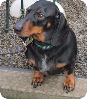 Dachshund Dog for Sale in Portland, Oregon - WILHELM Dachshund Dog for Sale in Portland, Oregon - WILHELM