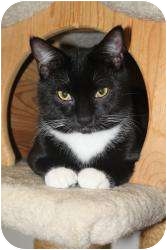 Domestic Shorthair Cat for Sale in North Branford, Connecticut - Spatz Domestic Shorthair Cat for Sale in North Branford, Connecticut - Spatz