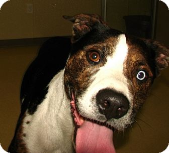 Plott Hound/Boxer Mix Dog for Sale in Oxford, New York - Kane Plott Hound/Boxer Mix Dog for Sale in Oxford, New York - Kane