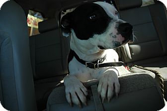 Pit Bull Terrier Dog for Sale in san antonio, Texas - Polly Pit Bull Terrier Dog for Sale in san antonio, Texas - Polly