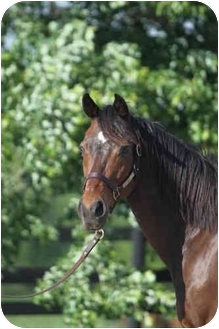 Thoroughbred Mix for Sale in Nicholasville, Kentucky - Arimus Thoroughbred Mix for Sale in Nicholasville, Kentucky - Arimus