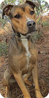 Shepherd (Unknown Type) Mix Dog for Sale in Forked River, New Jersey - Kricket Shepherd (Unknown Type) Mix Dog for Sale in Forked River, New Jersey - Kricket