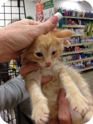 Domestic Shorthair Kitten for Sale in Fort Lauderdale, Florida - Blake Domestic Shorthair Kitten for Sale in Fort Lauderdale, Florida - Blake